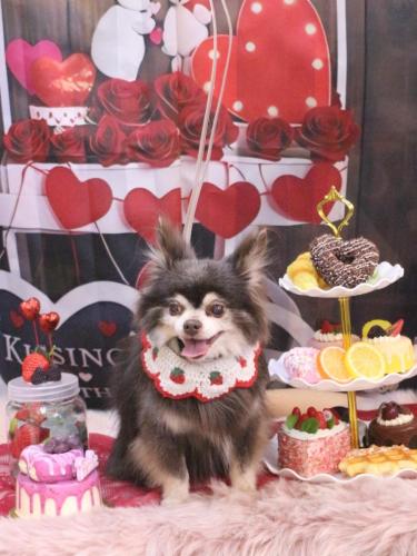 20250218チップくん